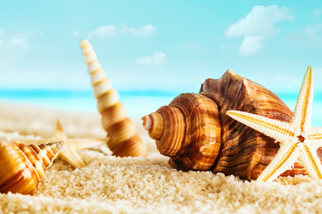 Download Wallpaper Macro Summer Wallpaper - Seashells 4k - HD Wallpaper 