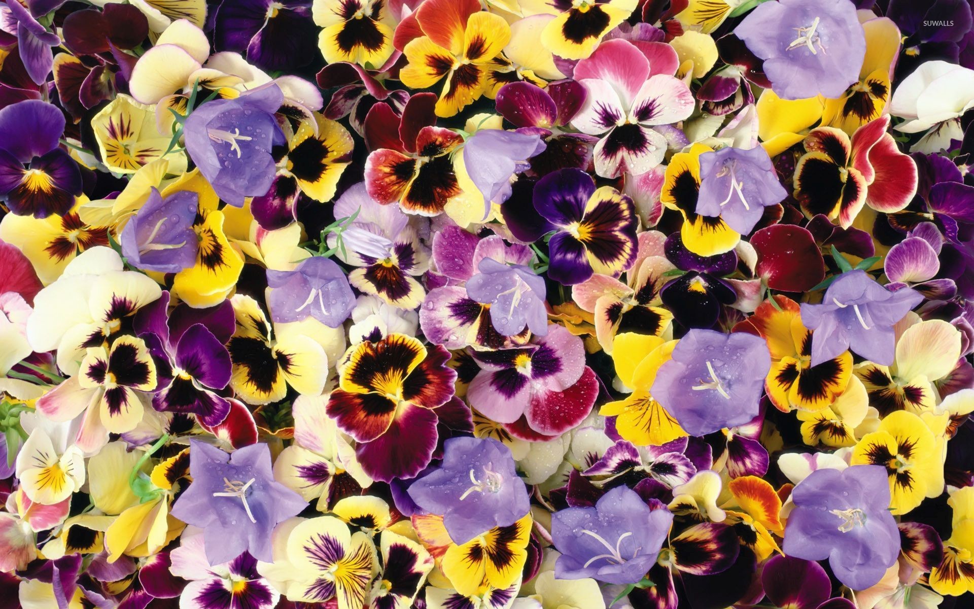 1920x1200, Colorful And Wet Pansies Wallpaper 
 Data - Colorful Pansies - HD Wallpaper 
