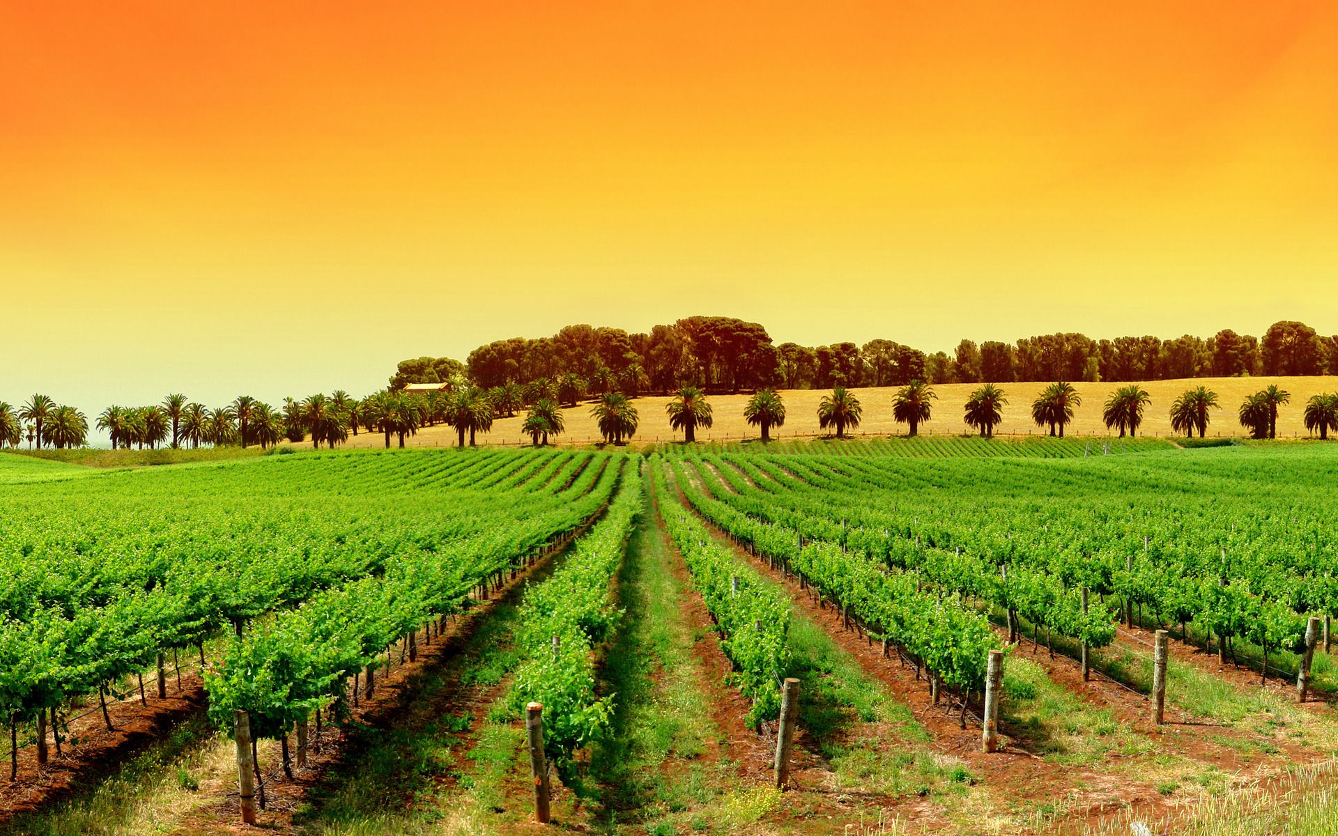 South Australia Wineries - HD Wallpaper 