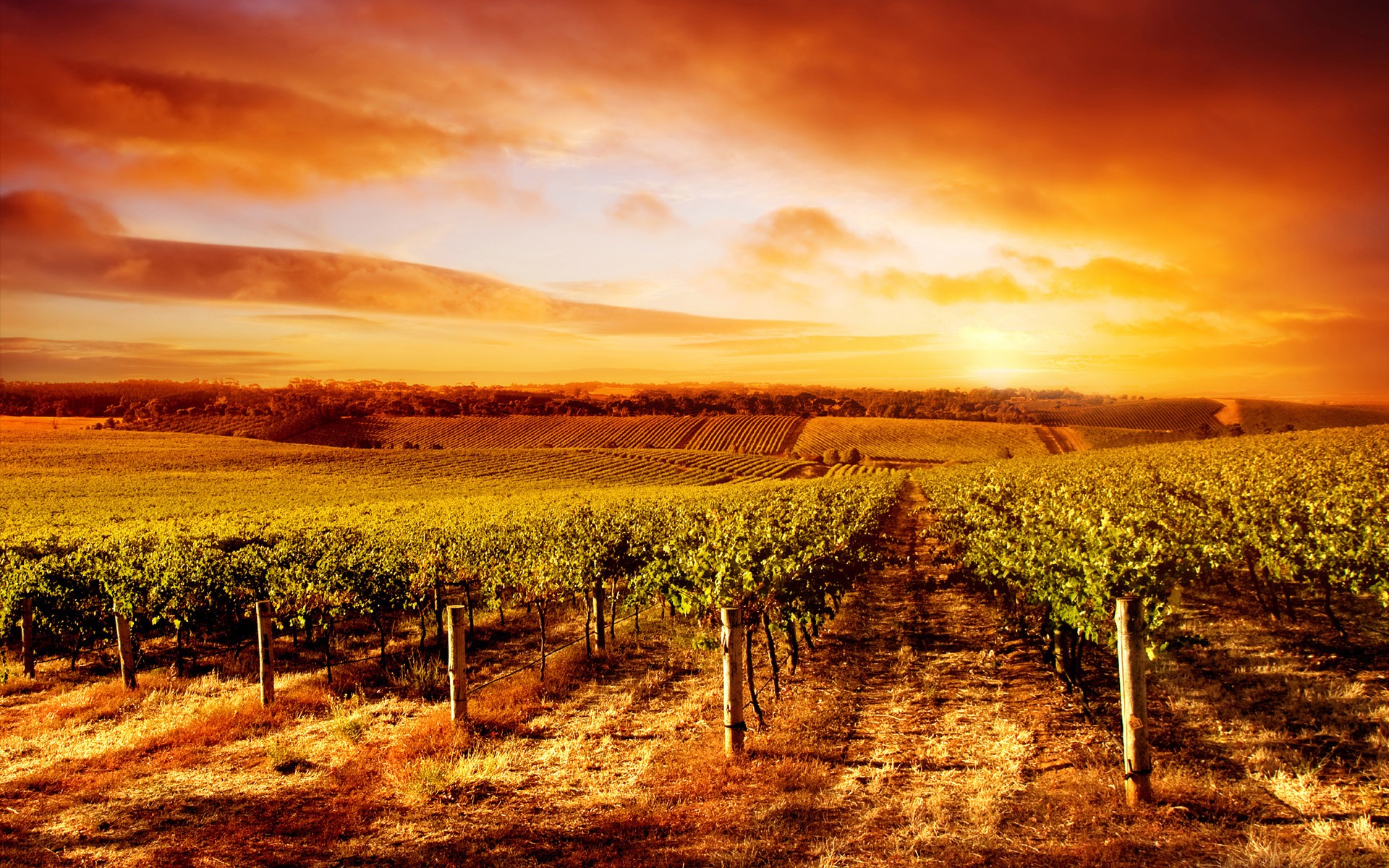 Vineyard Wallpaper Download - Vineyard Desktop Background - HD Wallpaper 