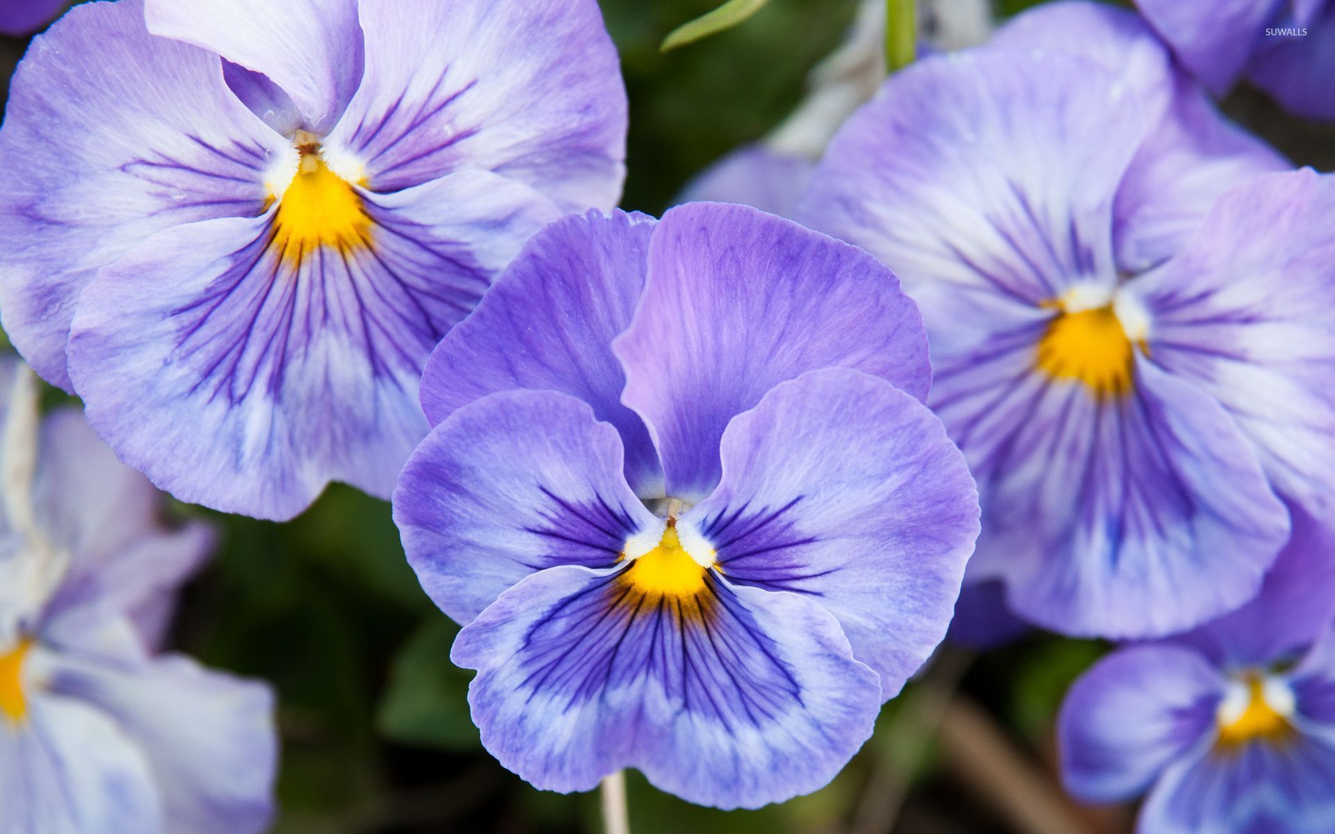 Pansy - HD Wallpaper 