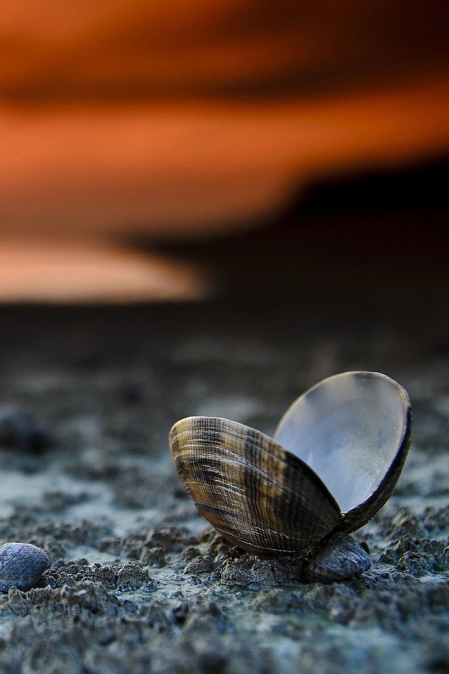 Seashell Wallpaper For Mobile - HD Wallpaper 