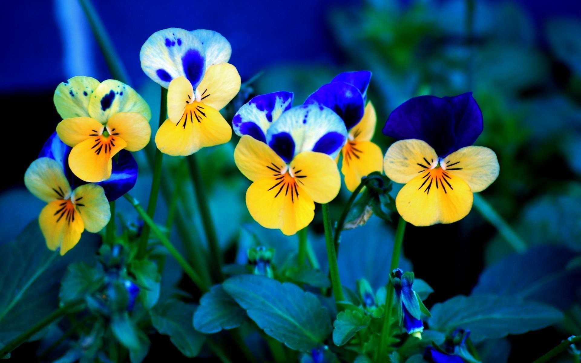 Pansies Wallpaper - HD Wallpaper 