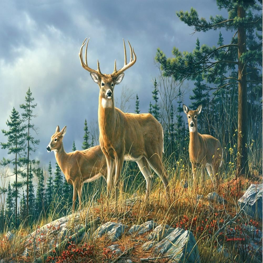 Whitetail Deer Background - HD Wallpaper 