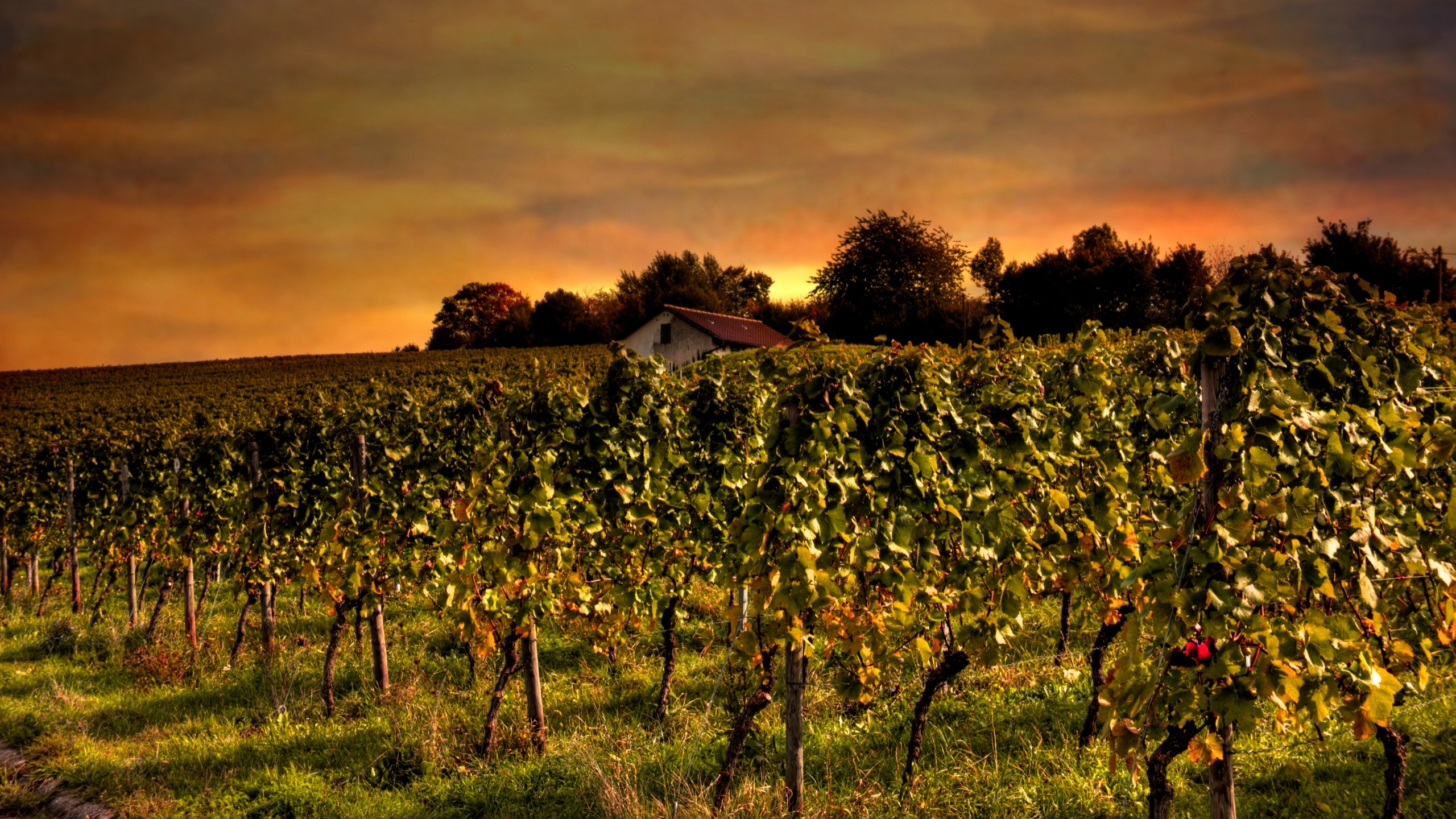 Free Download Vineyard Wallpaper Id - Vineyard - HD Wallpaper 