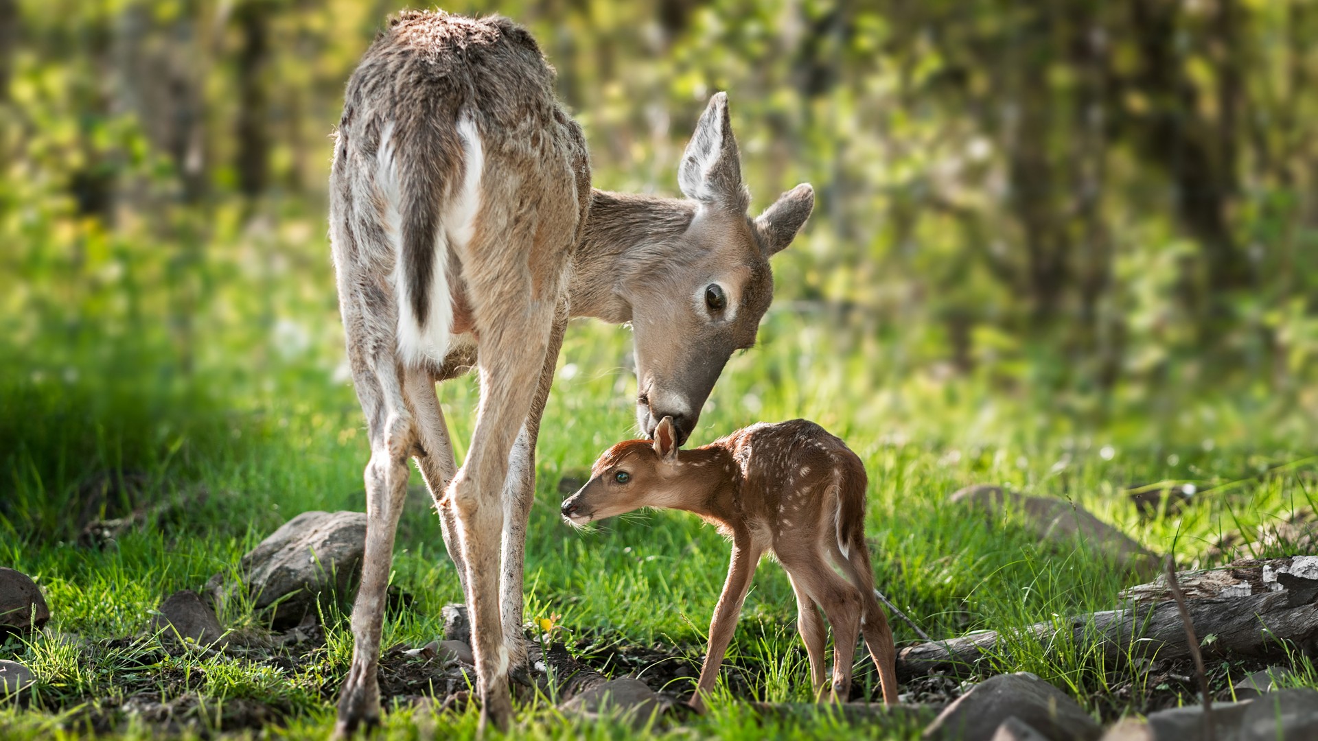 Baby Deer With Mom - HD Wallpaper 