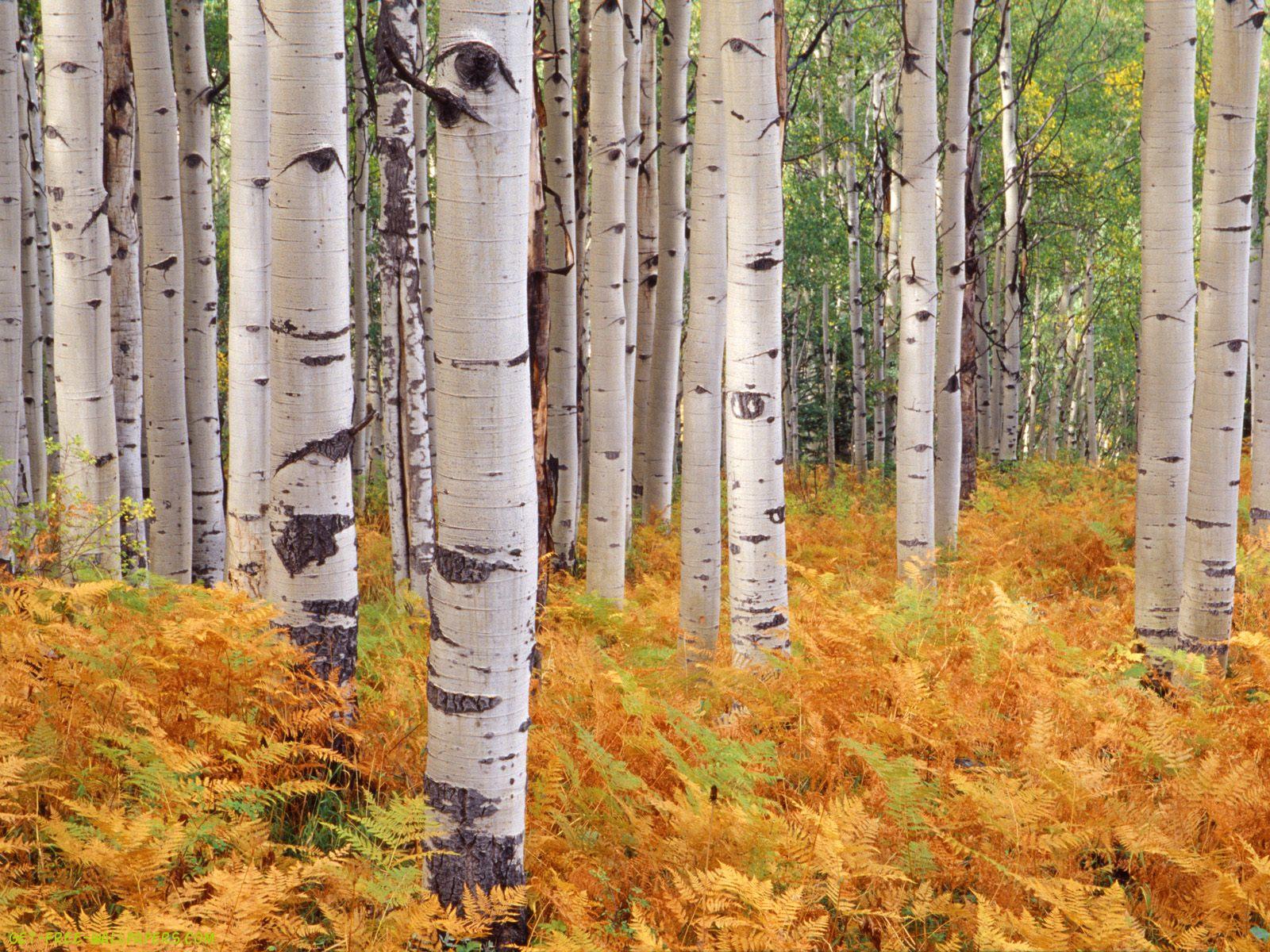 Aspen Tree Wallpaper - HD Wallpaper 