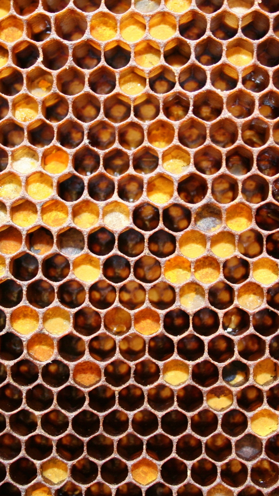 Wallpaper Honeycombs, May Honey, Honey - Honeycomb Photography - HD Wallpaper 