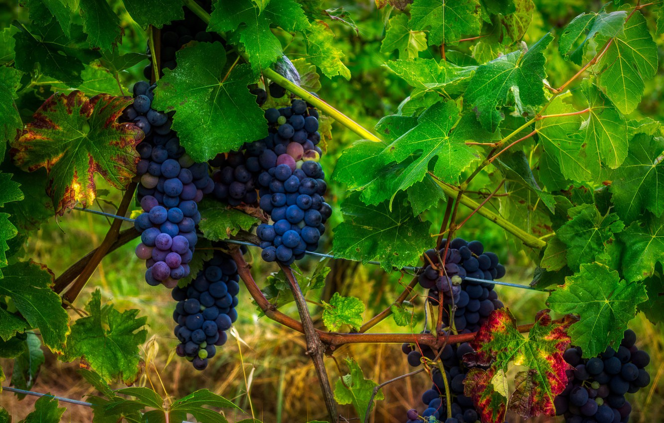 Photo Wallpaper Foliage, Grapes, Vineyard, Leaves, - Seedless Fruit - HD Wallpaper 