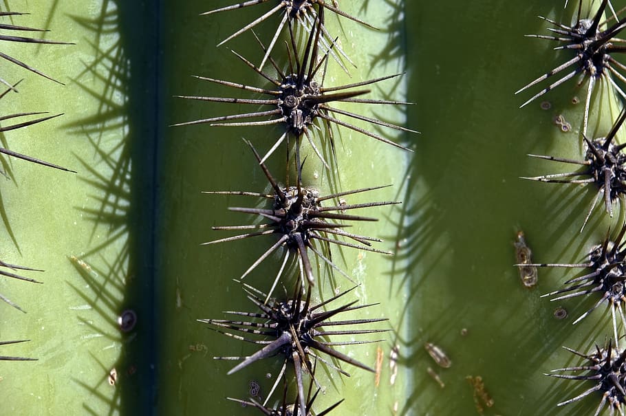 Saguaro Spines Up Close, Cactus, Arizona, Desert, Tucson, - Saguaro - HD Wallpaper 