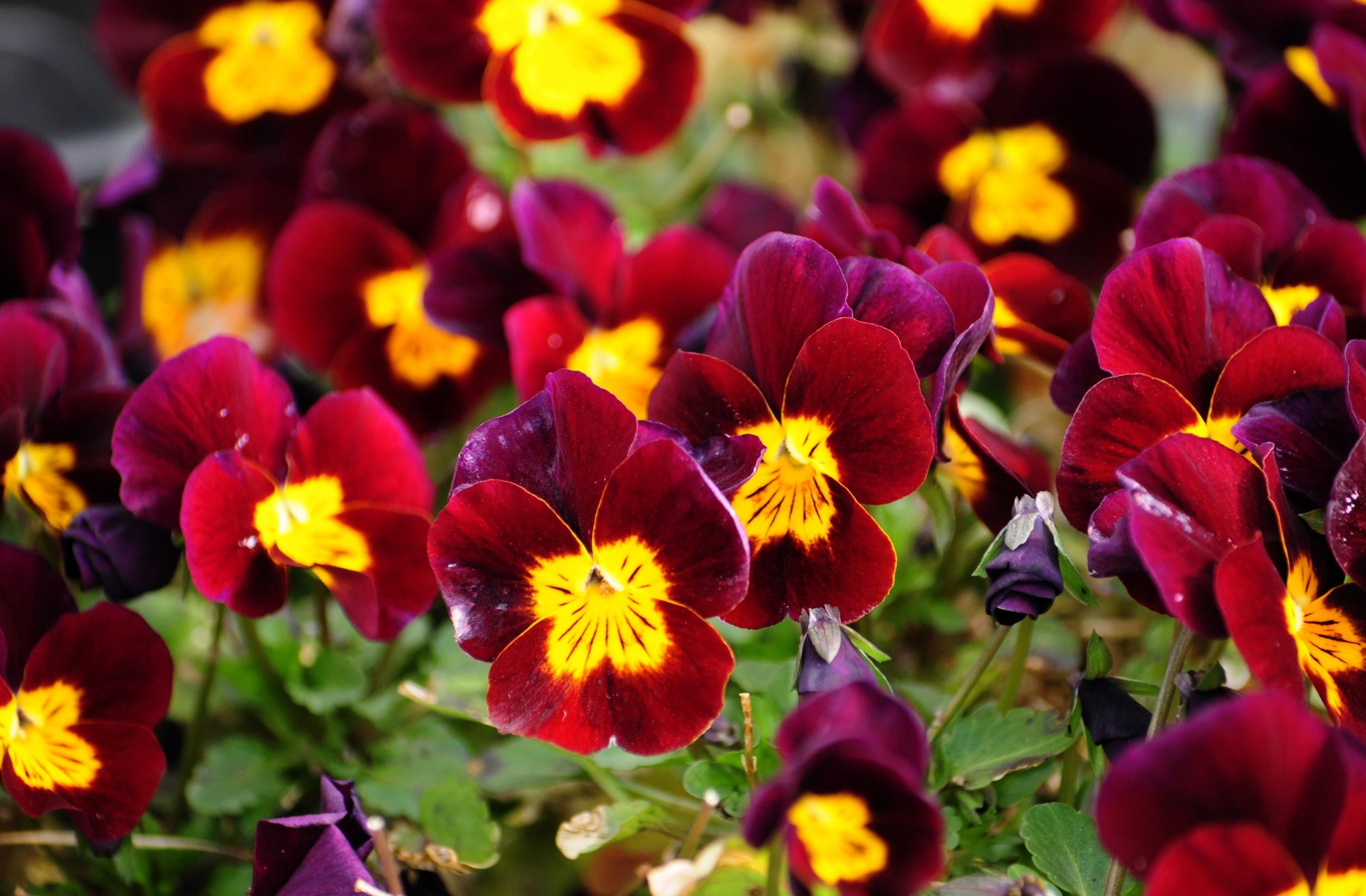 Pansies Hd - HD Wallpaper 