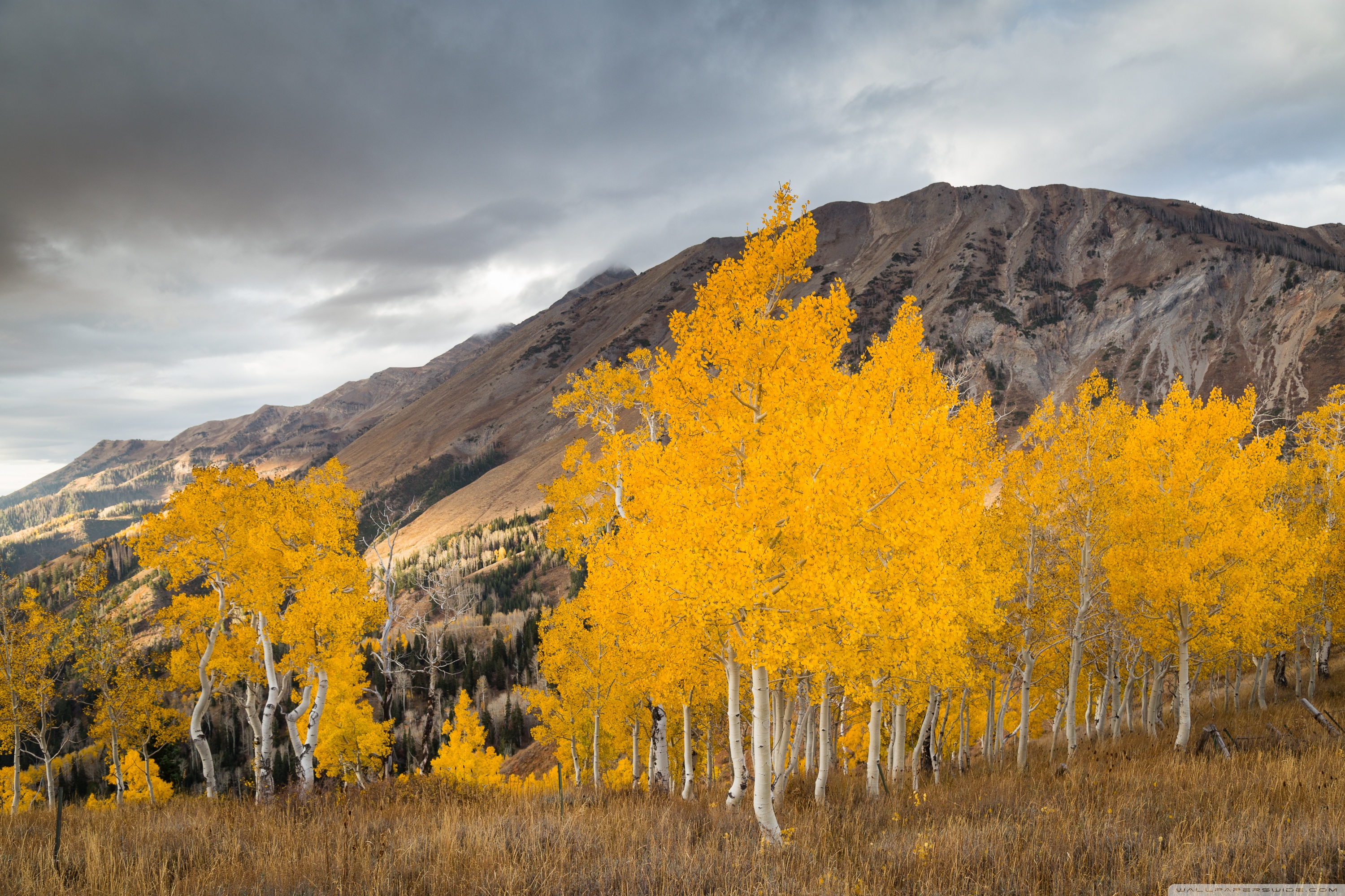 Aspen Trees - HD Wallpaper 