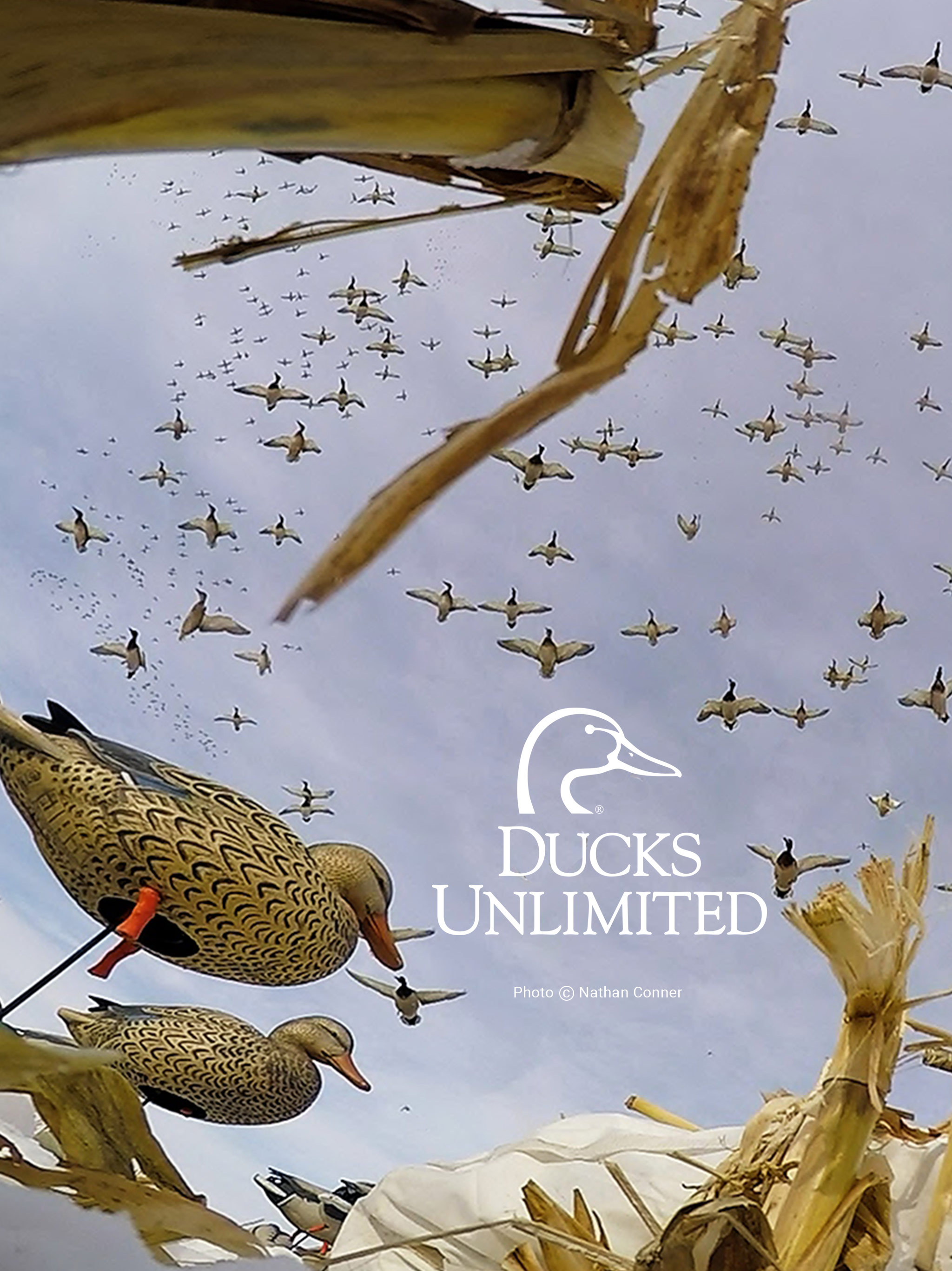 Ducks Unlimited - HD Wallpaper 