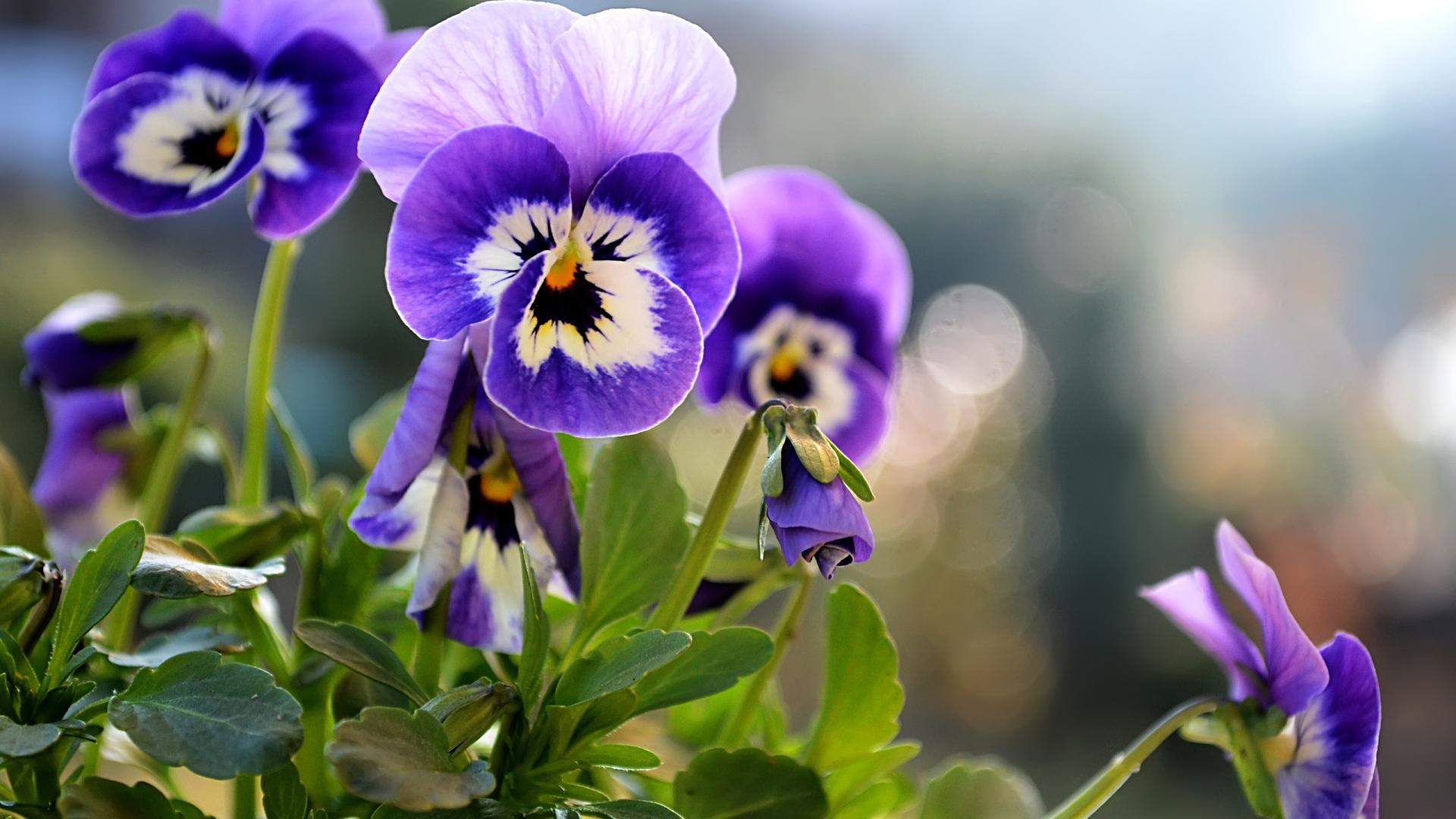 3 Pansies - HD Wallpaper 