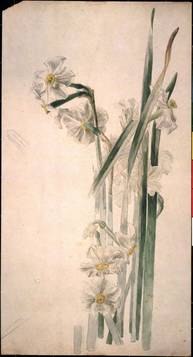 Study Of Narcissus Flowers, C - Beatrix Potter Plants - HD Wallpaper 