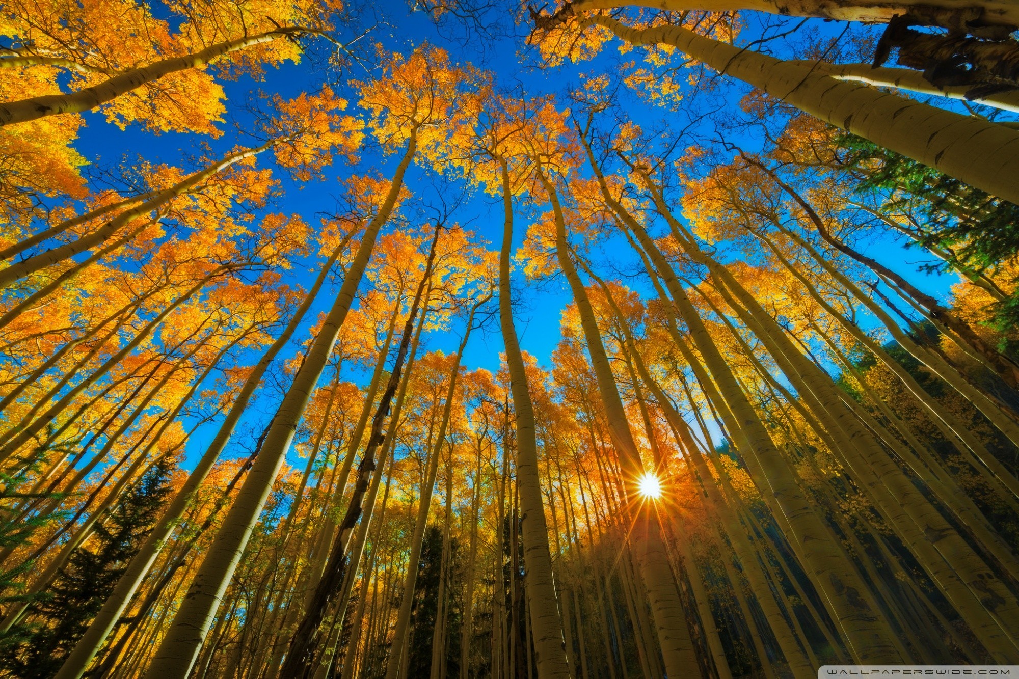 Image Single Aspen Tree Wallpaper 4 Jpg Animal Jam - Курорт Аспен Колорадо Сша - HD Wallpaper 