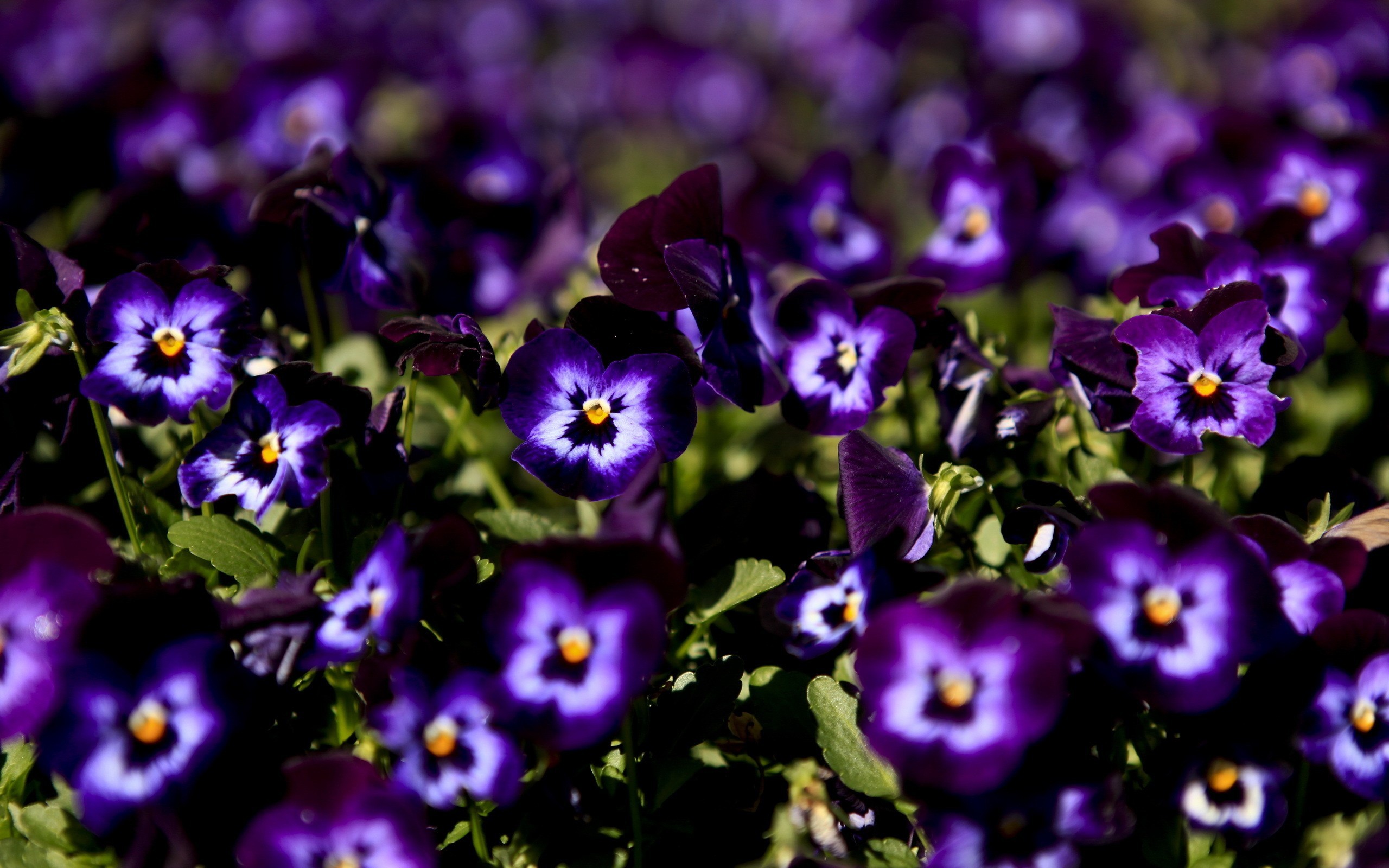 2560x1600, Pansy Wallpapers Hd 
 Data Id 240703 
 Data - Flower Pic For Desktop - HD Wallpaper 