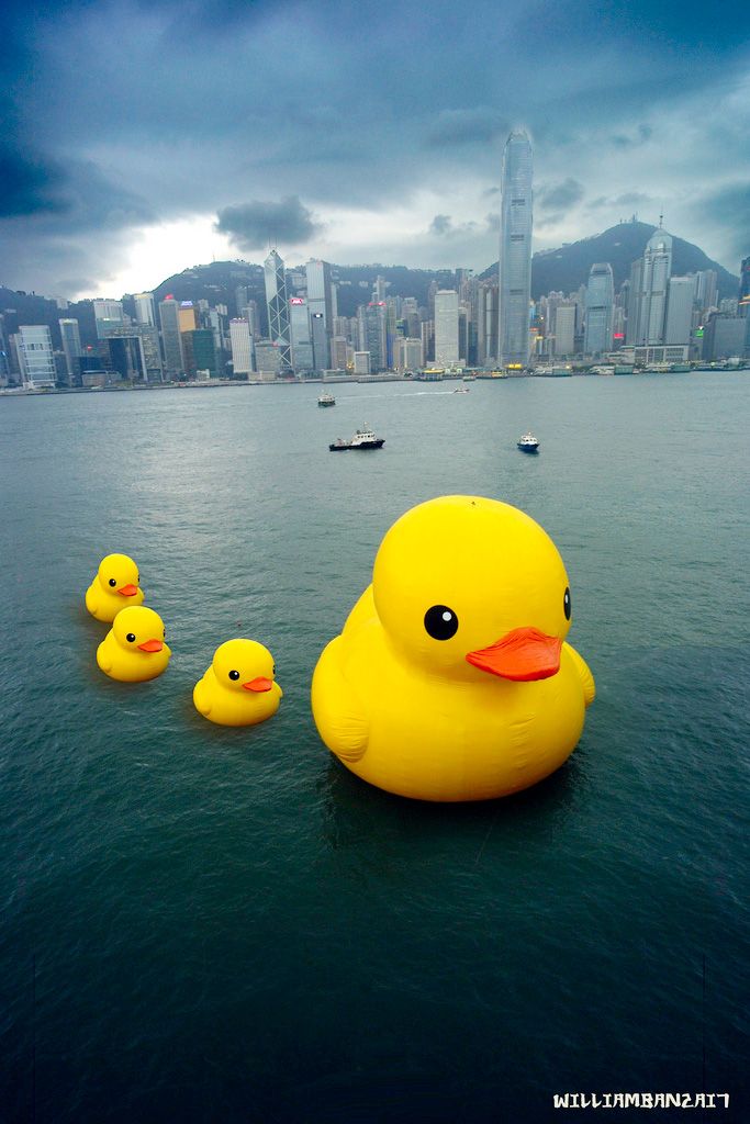 National Rubber Ducky Day 2019 - HD Wallpaper 