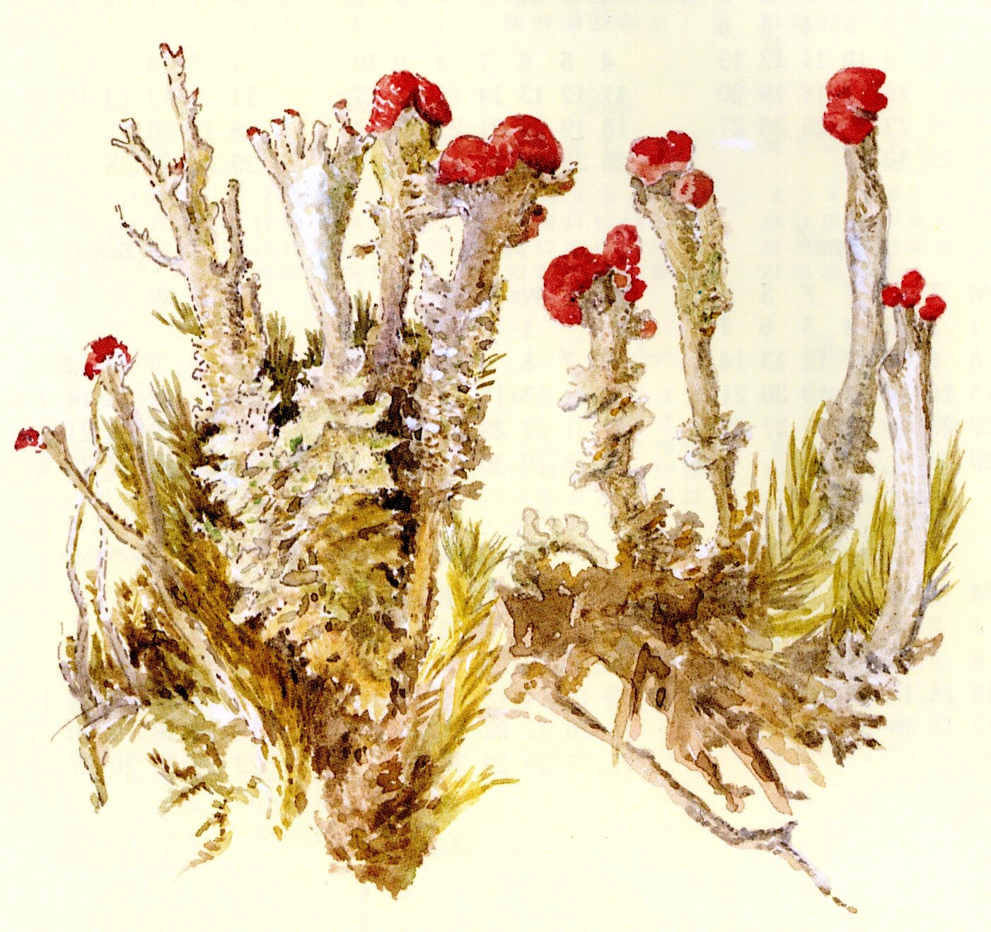 Beatrix Potter Botanical Drawings - HD Wallpaper 