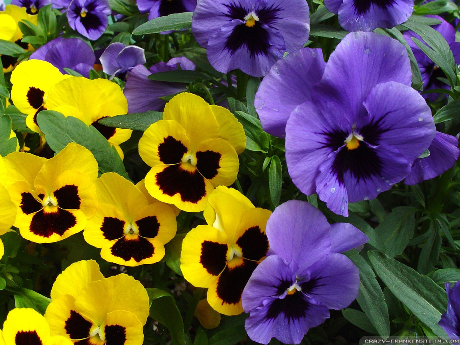 Pansy Flower - HD Wallpaper 