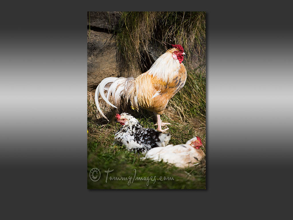 Click This Photo To Go Back To The Main Gallery Page

keywords - Hens - HD Wallpaper 
