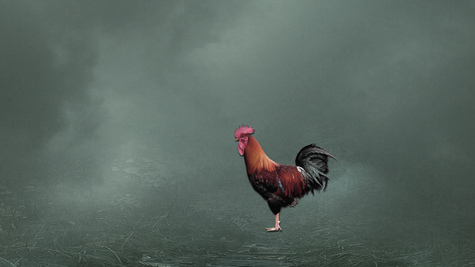 Cock Background Hd Wallpaper - Rooster - HD Wallpaper 