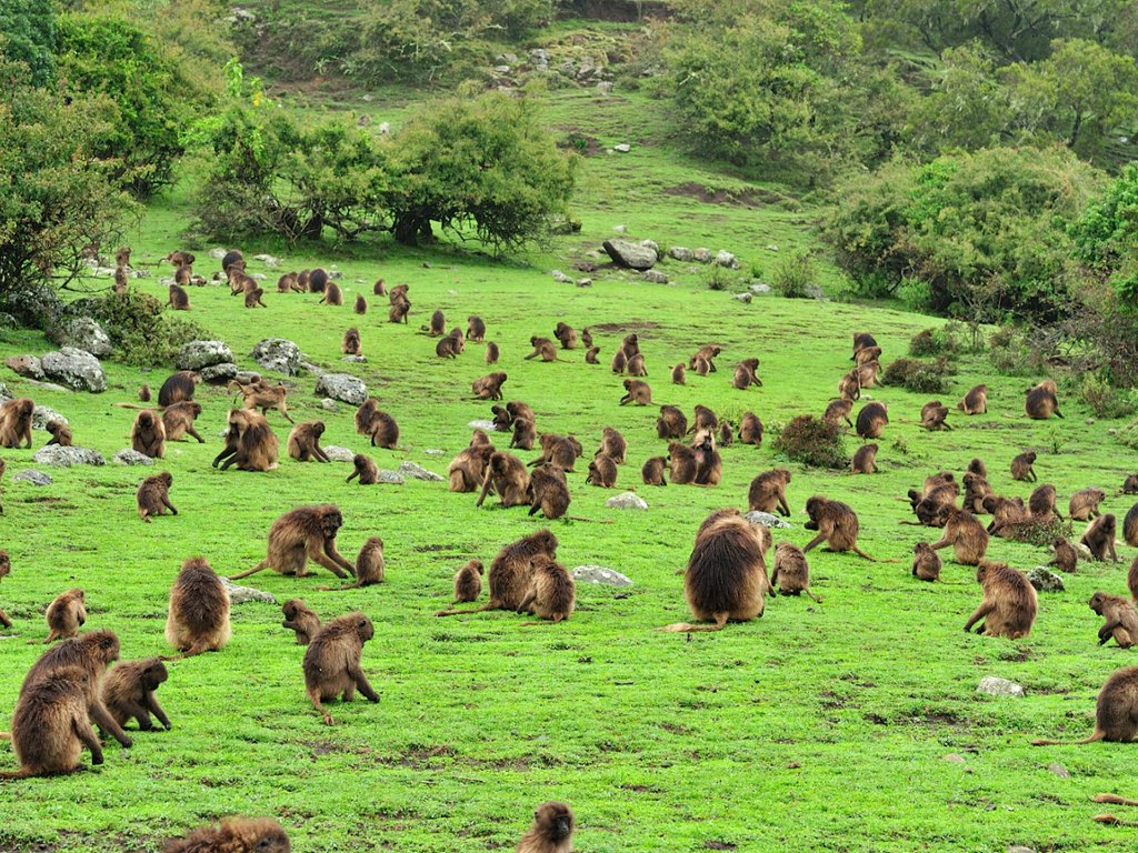 Troop Of Gelada Baboons - HD Wallpaper 