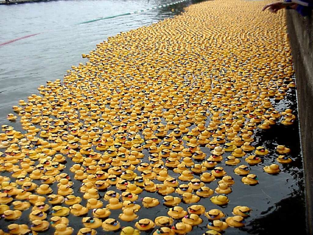 Thousands Of Rubber Duckies Thousands Of Rubber Ducks 1024x768 Wallpaper Teahub Io
