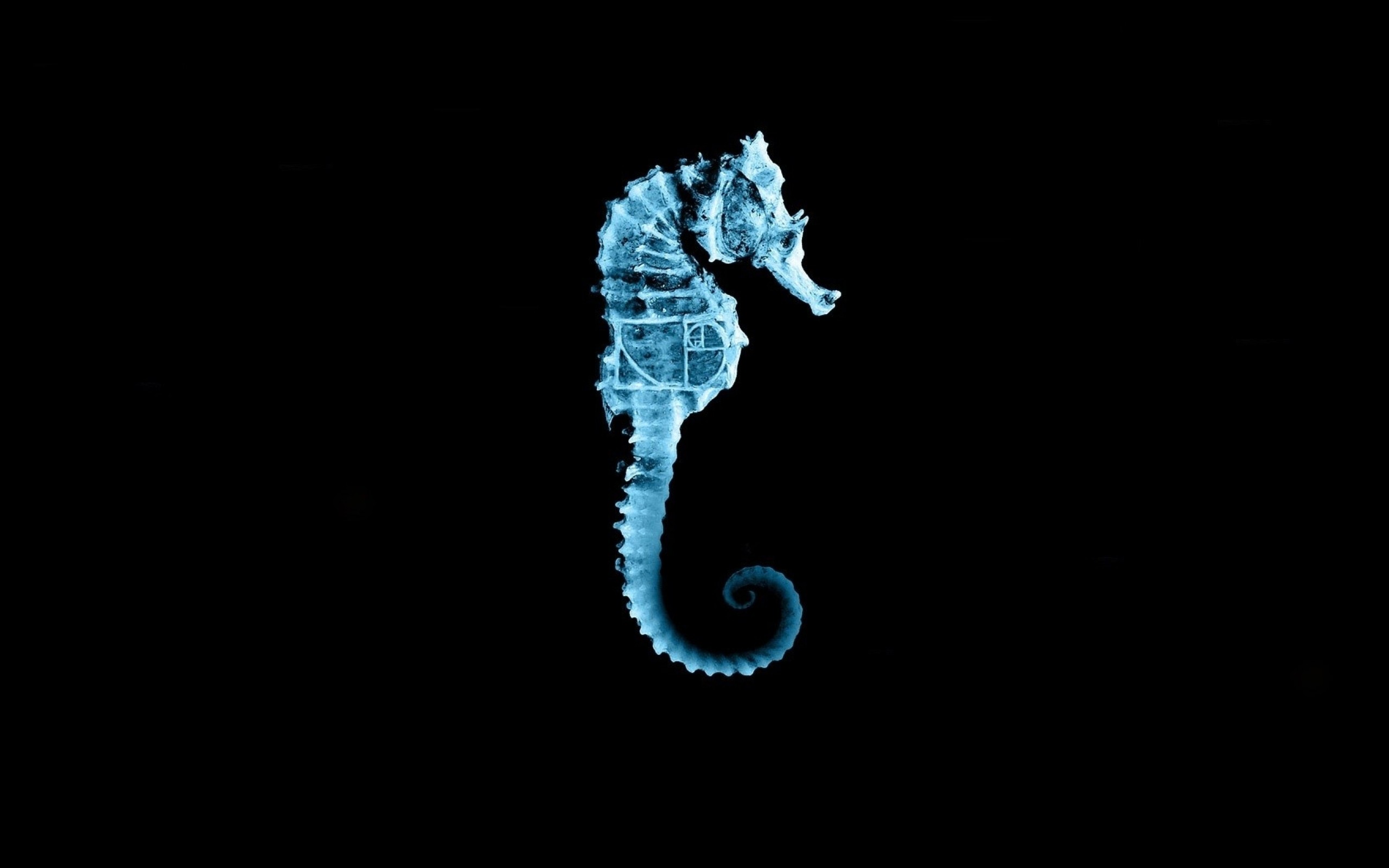 2560x1600, Fringe Seahorse Wallpaper 
 Data Id 236915 - Hd Phone Wallpapers Seahorse - HD Wallpaper 