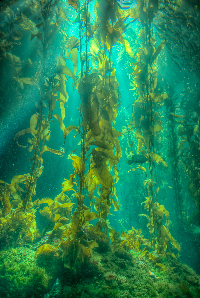 Kelp Forest - HD Wallpaper 