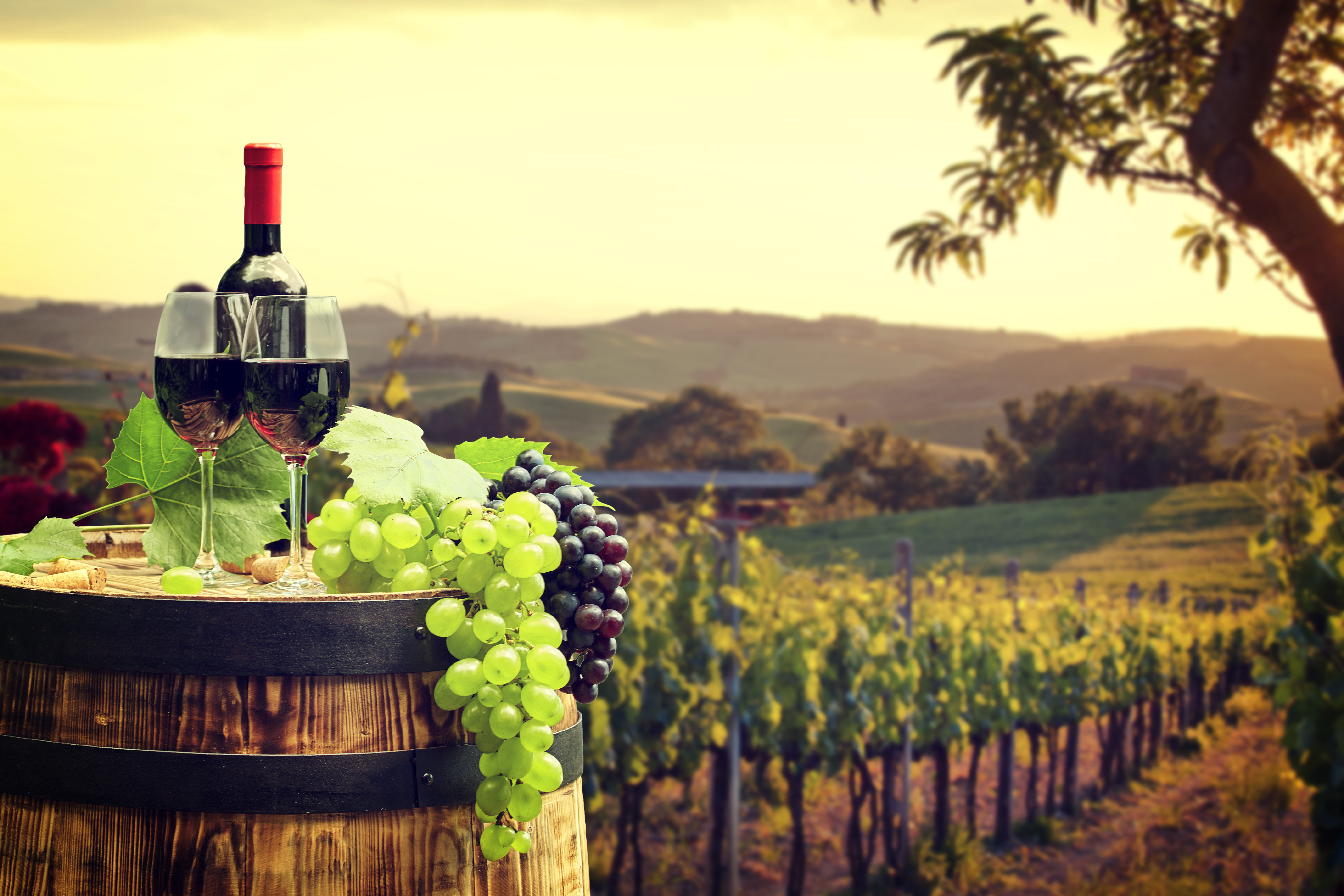 Vineyard Wallpaper - HD Wallpaper 