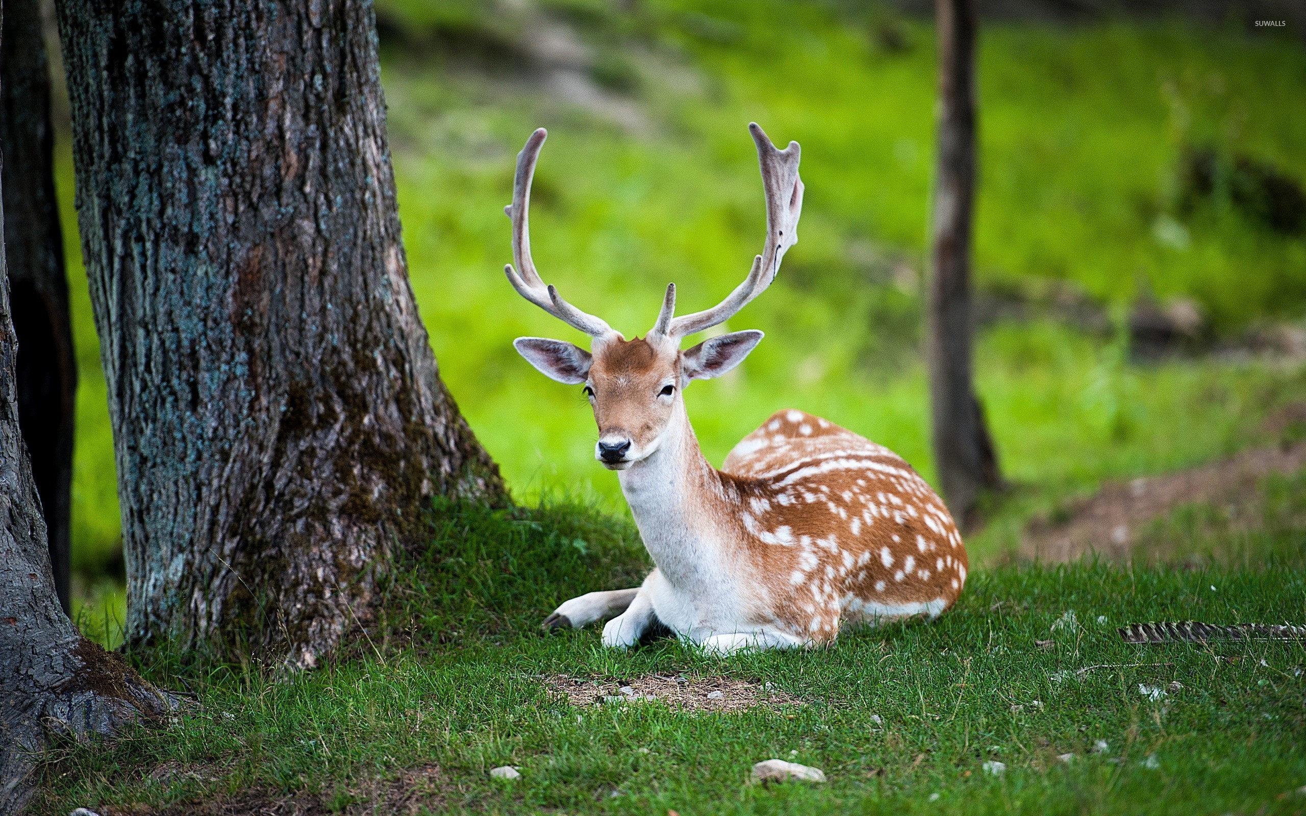 Deer Full Hd - HD Wallpaper 