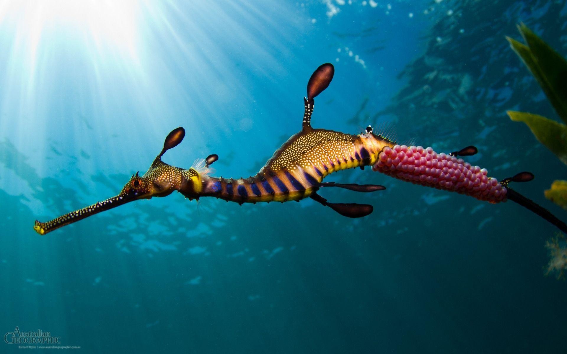 1920x1200, 17 Seahorse Wallpapers - Australian Weedy Sea Dragon - HD Wallpaper 