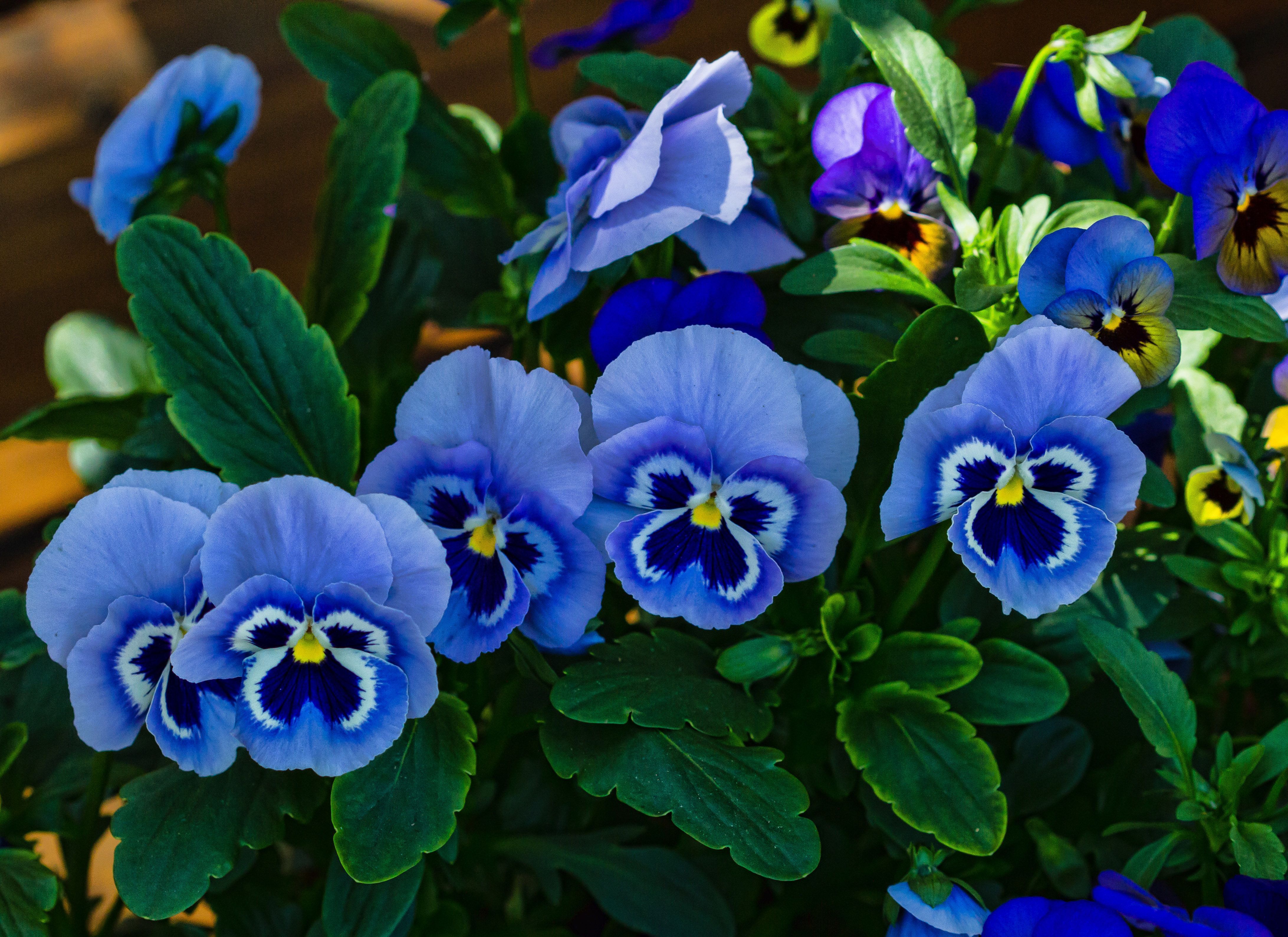 Pansies Flower - HD Wallpaper 