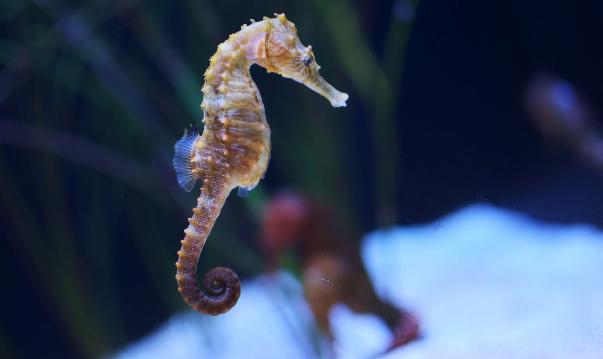 Danger Seahorse Wallpaper - Sea Horse Hd - HD Wallpaper 