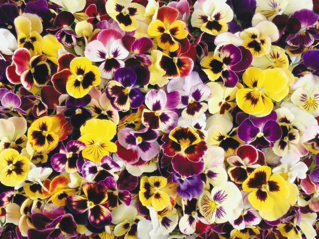 Awesome Pansy Free Background Id - Flower Iphone Wallpaper Pansy - HD Wallpaper 