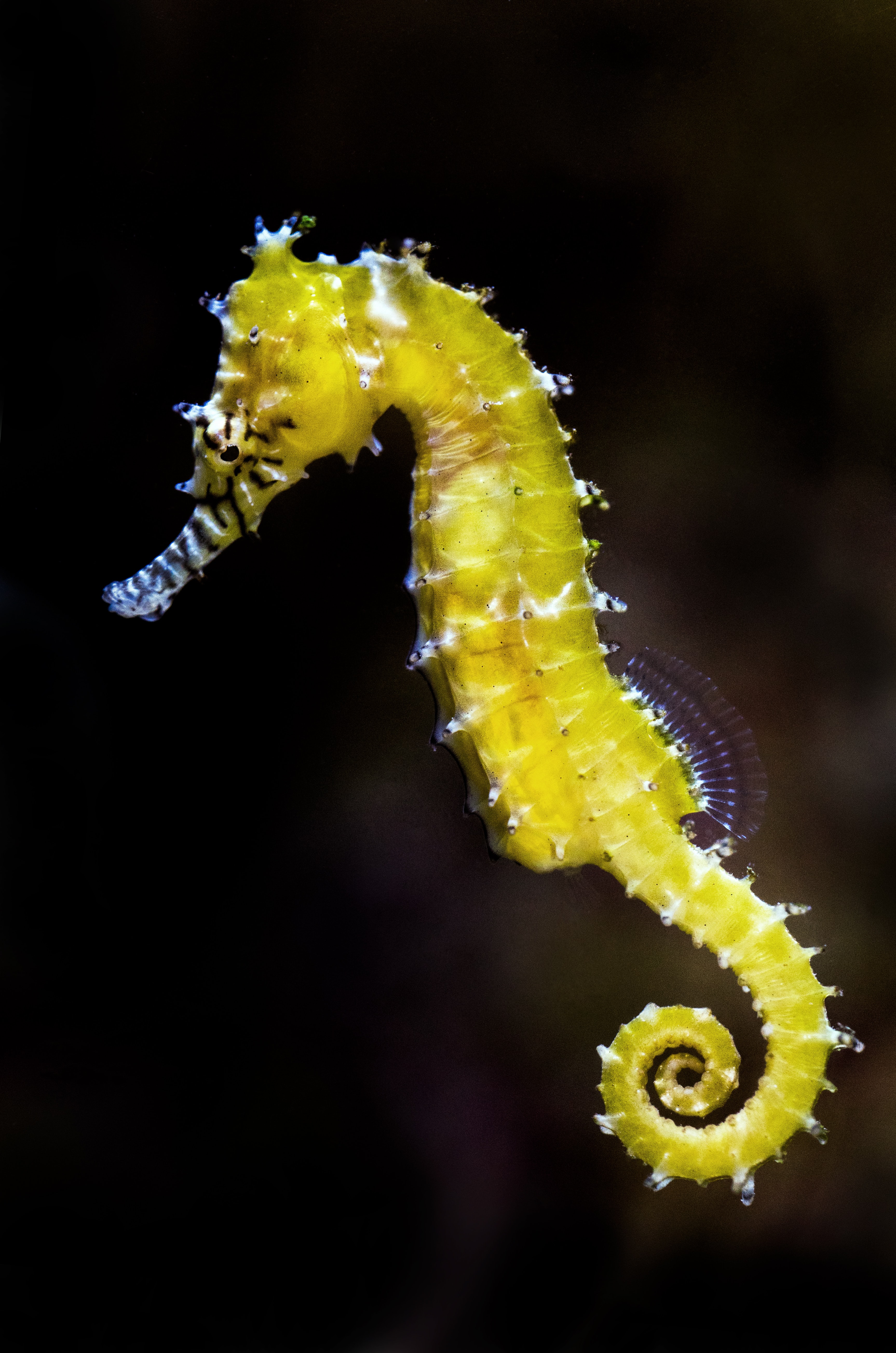 Seahorse Wallpaper - HD Wallpaper 
