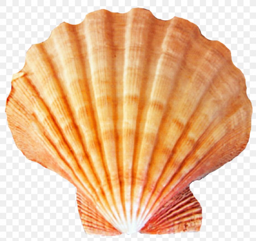 Seashell Desktop Wallpaper Clip Art, Png, 1024x962px, - Transparent Background Shell Png - HD Wallpaper 