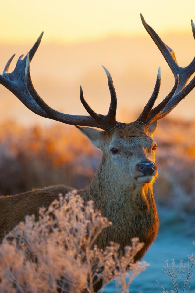 Deer Wallpaper Phone 640x960 Wallpaper Teahub Io