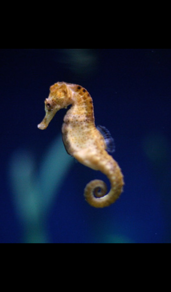 Seahorse Hudson River - HD Wallpaper 