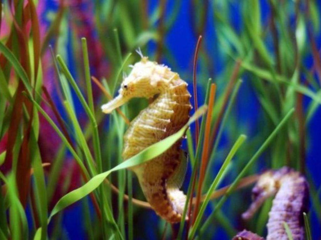Seahorses In Their Natural Habitat - HD Wallpaper 