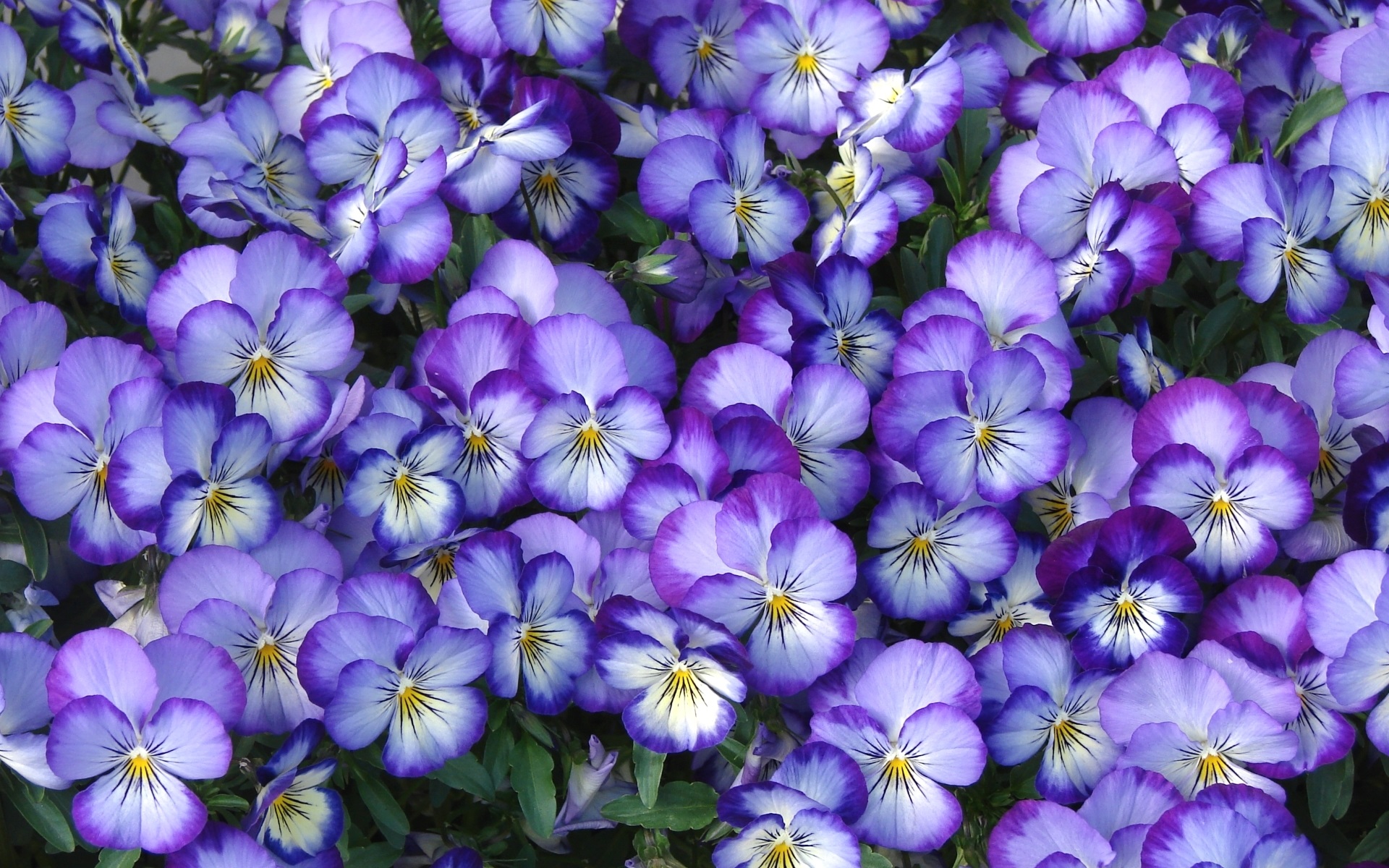 Wallpaper Flowers, Petals, Pansy - Обои Для Рабочего Стола Анютины Глазки - HD Wallpaper 