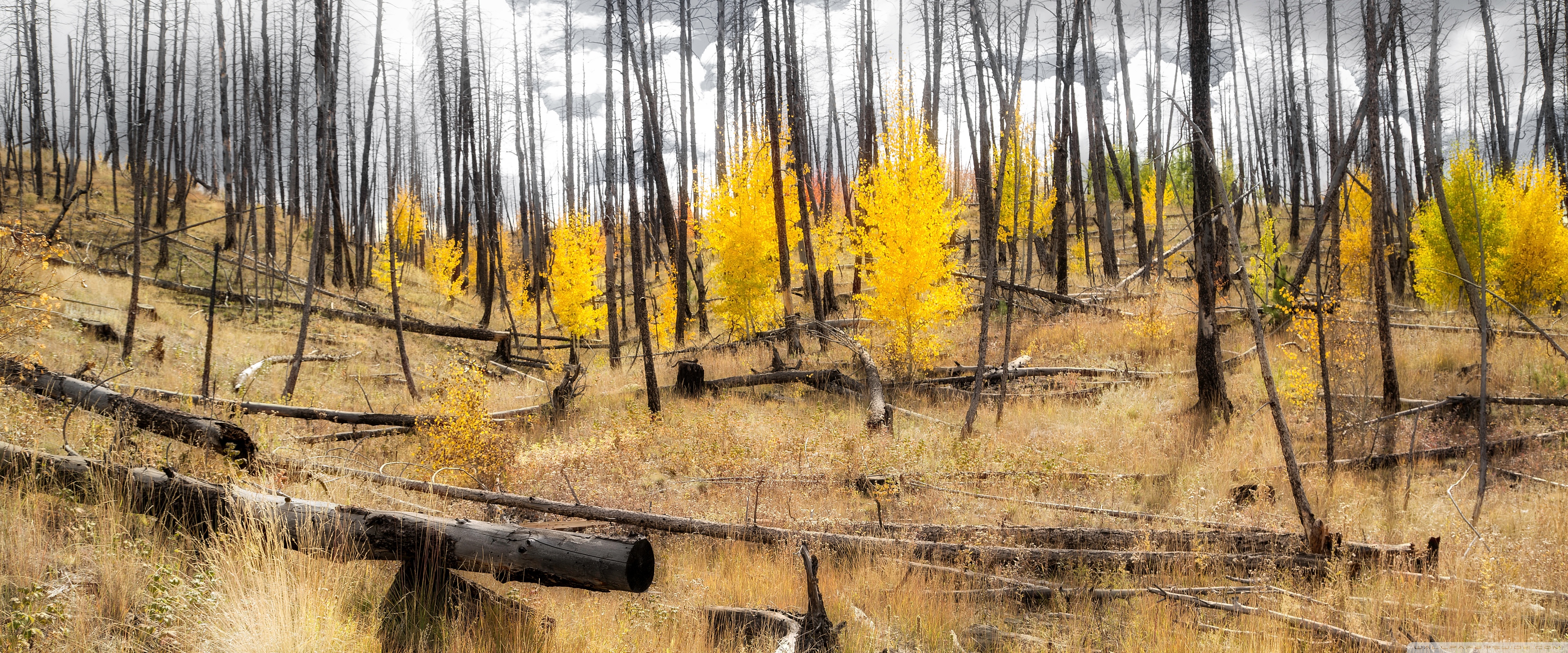 Aspen Forest Wallpaper 4k - HD Wallpaper 