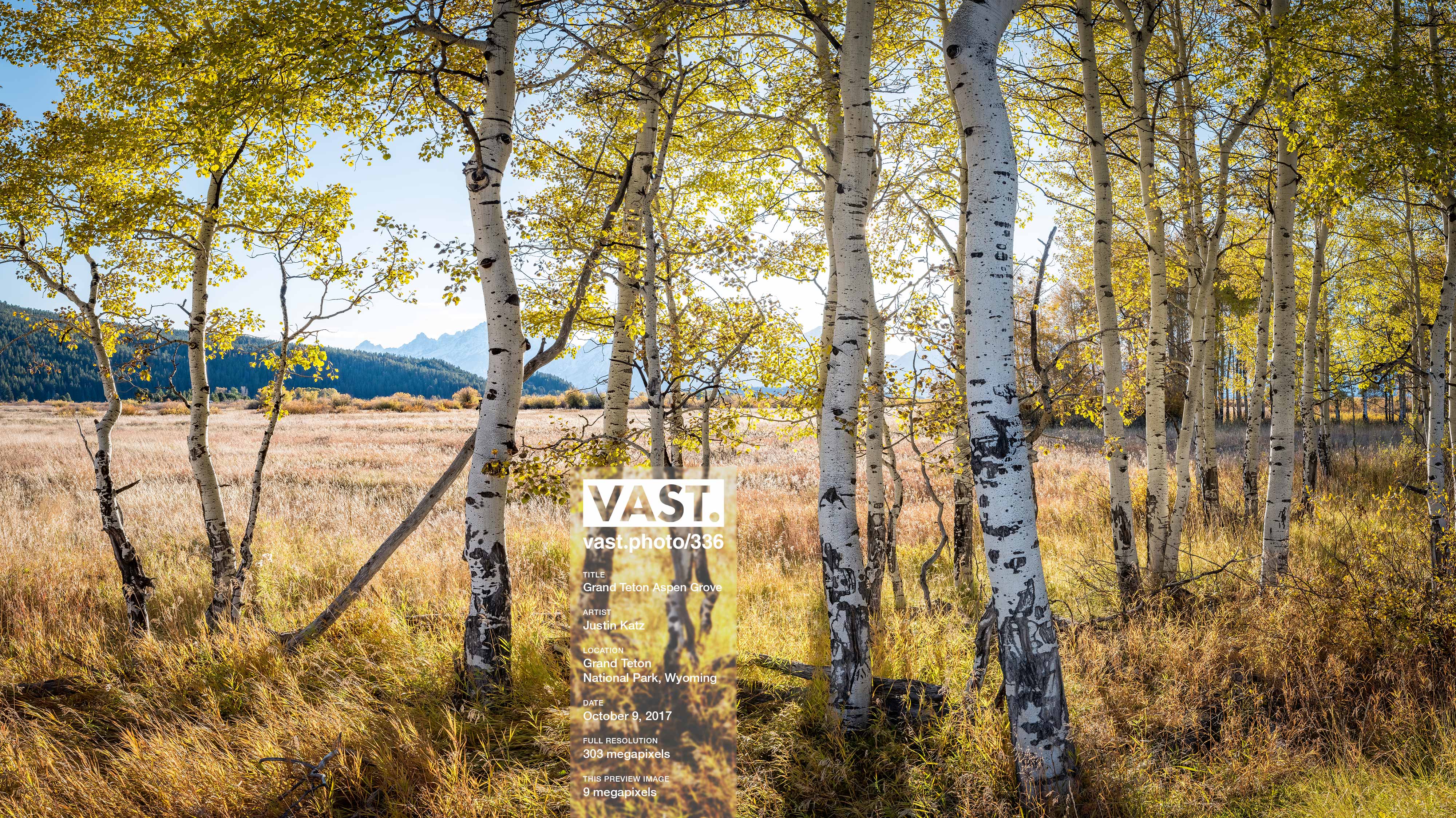 Grove - HD Wallpaper 