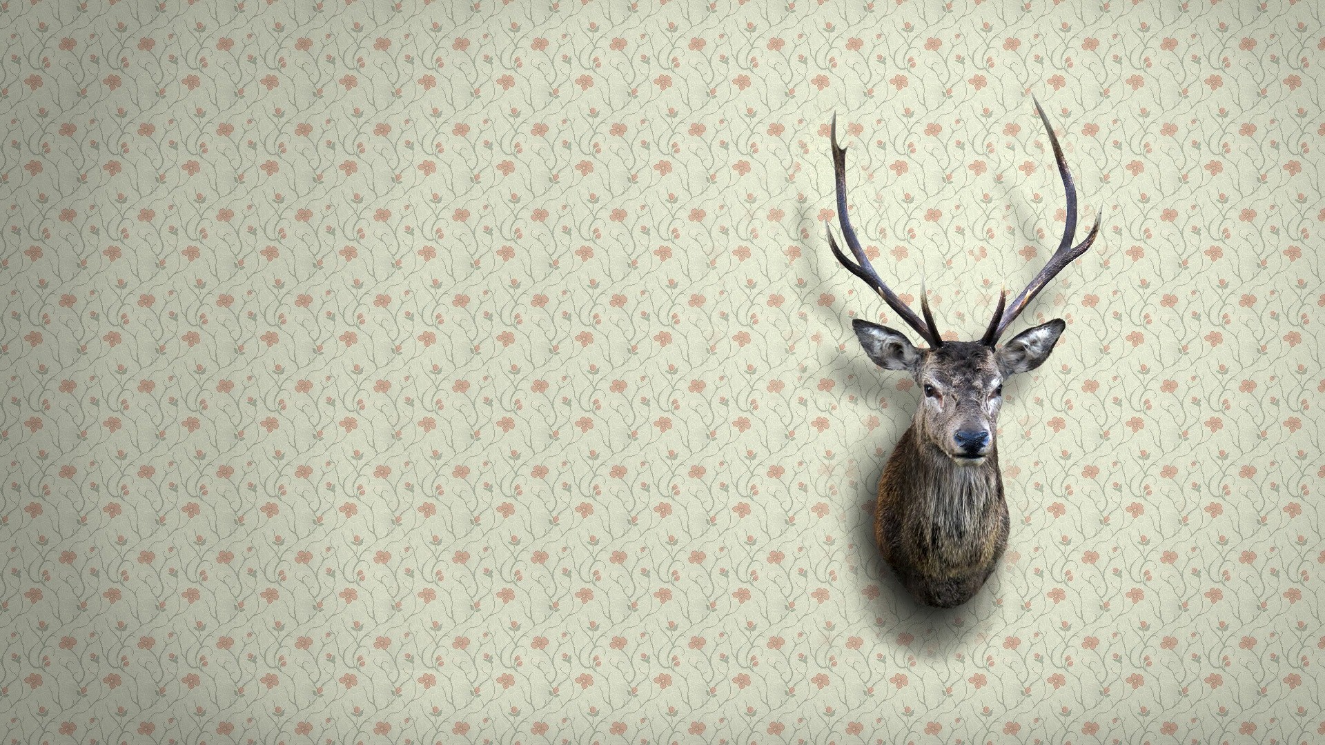 Deer Face On Wall Creative Wallpaper - Deer Face On Wall - HD Wallpaper 