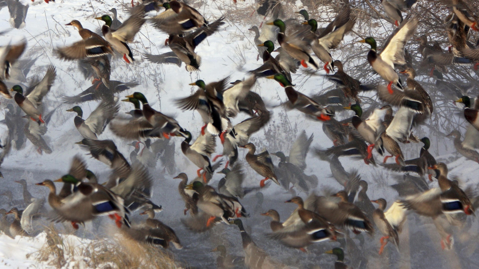 Mallard Flock Wallpaper - Duck Landing Screensaver - HD Wallpaper 
