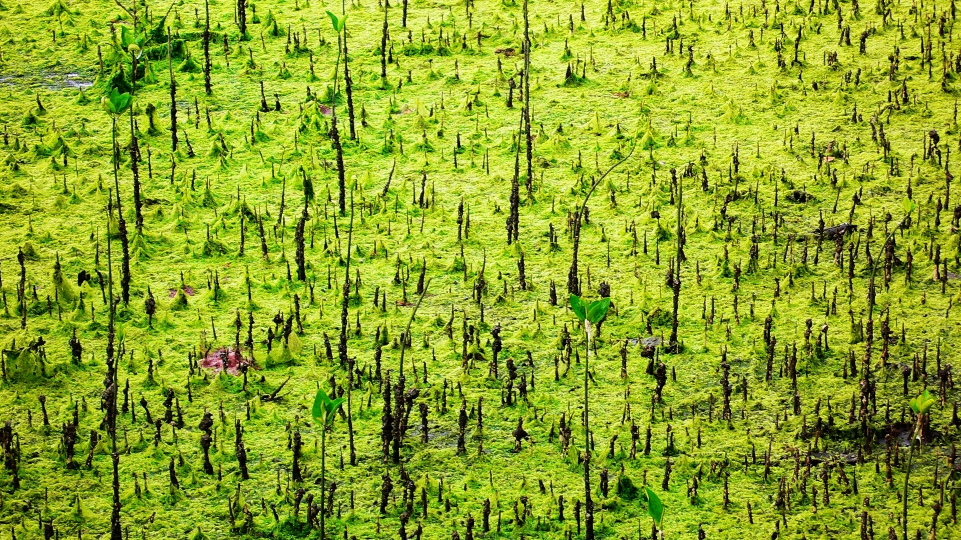 High Resolution Ground Textures Seaweed Freebies Wallpaper - HD Wallpaper 