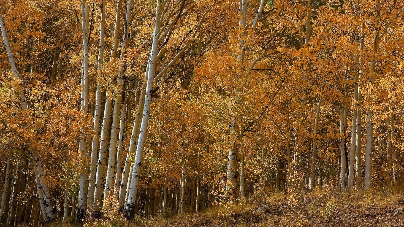Aspen Tree Wallpapers Hd - Wallpaper - HD Wallpaper 
