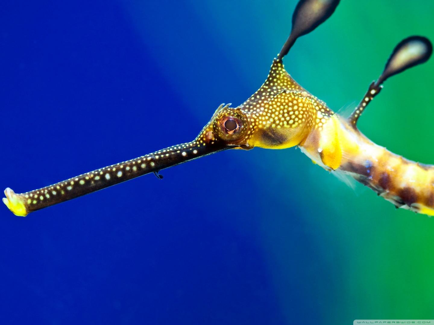 Leafy Sea Dragons - HD Wallpaper 