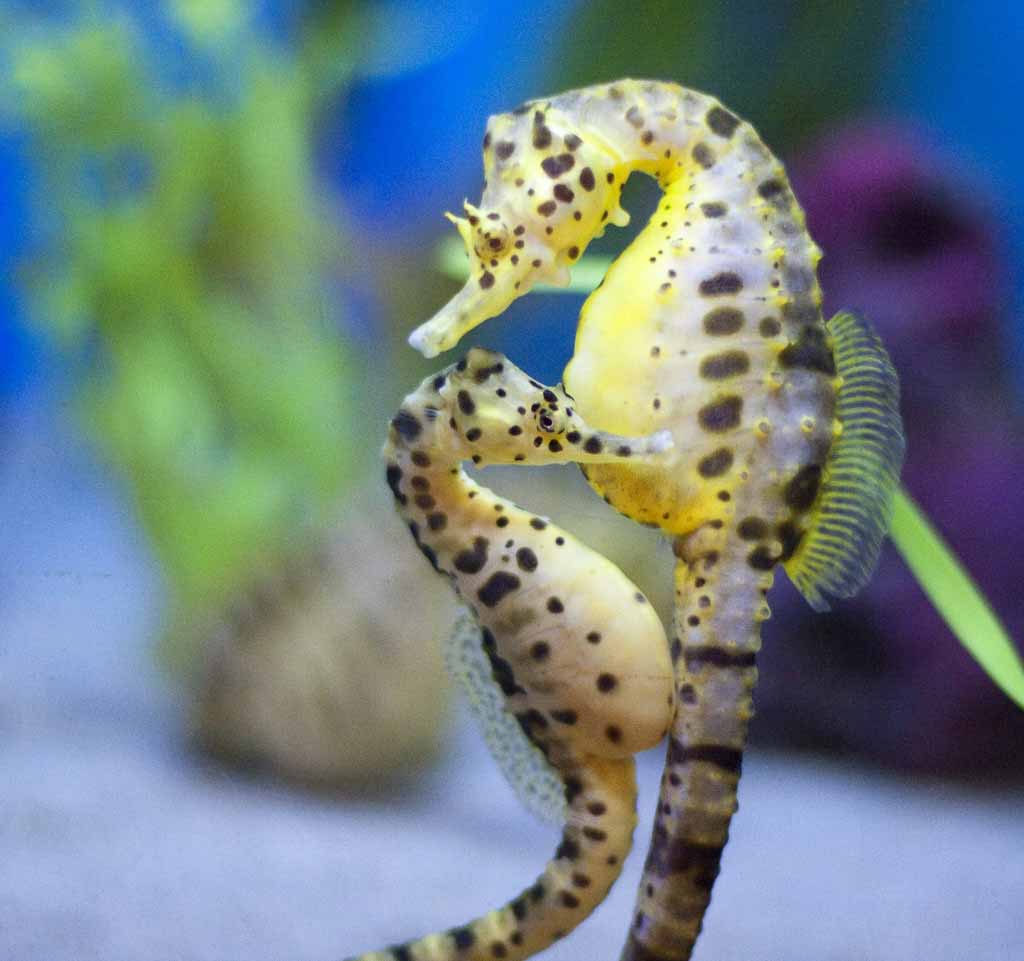 Ocean Seahorses - HD Wallpaper 
